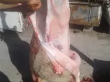 مشروع توزيع لحوم الأضاحي 2019